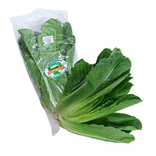 Lechuga Romana