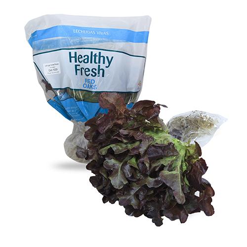 Lechuga Oakleaf Morada Multifresh Hidropónica