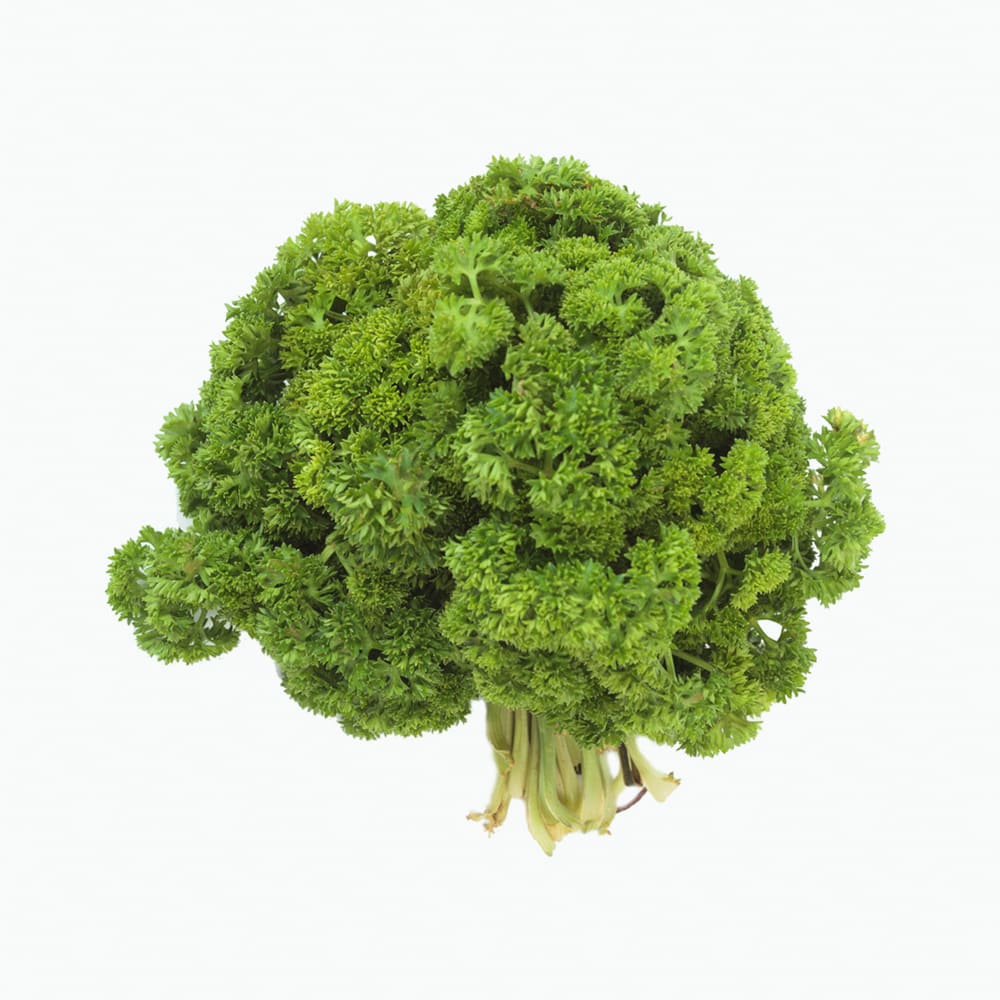 Perejil Colocho Manojo