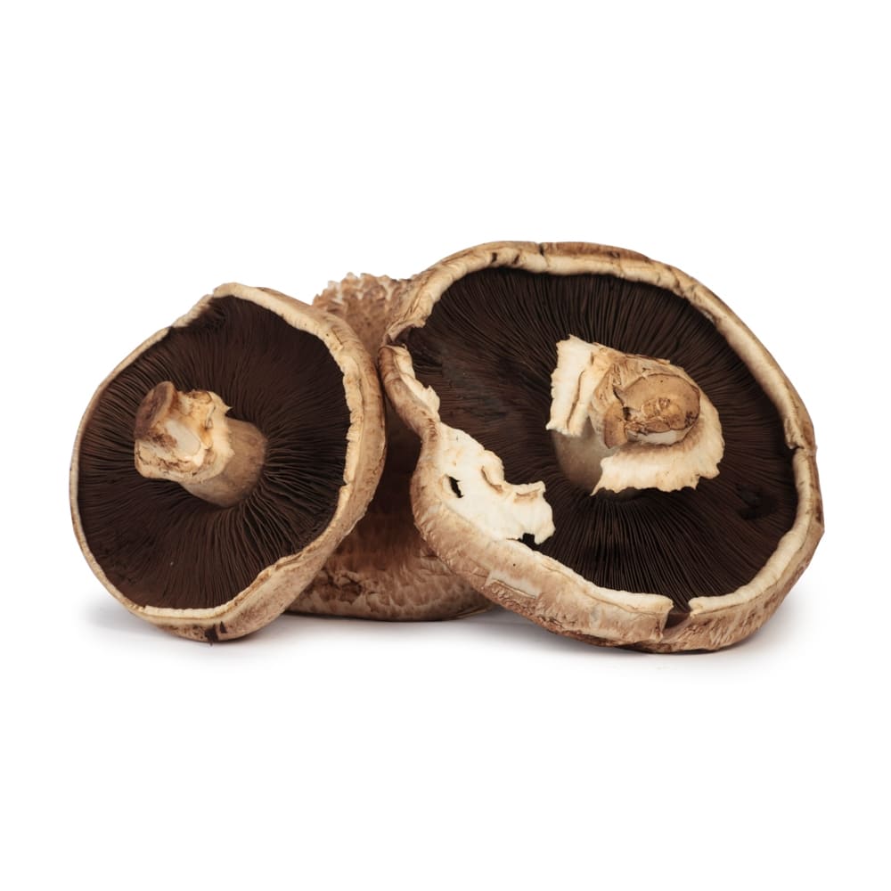 Hongo Portobello BT