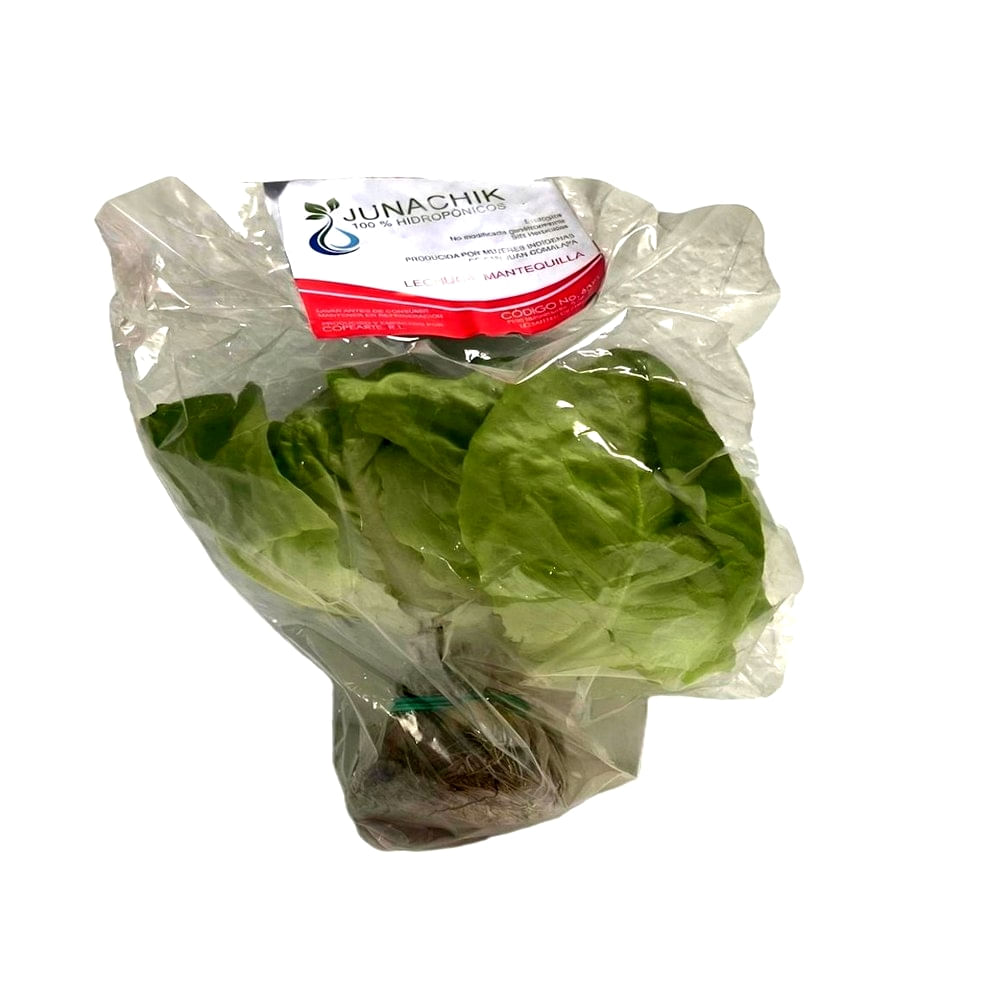 Lechuga Mantequilla Hidropónica Junachik